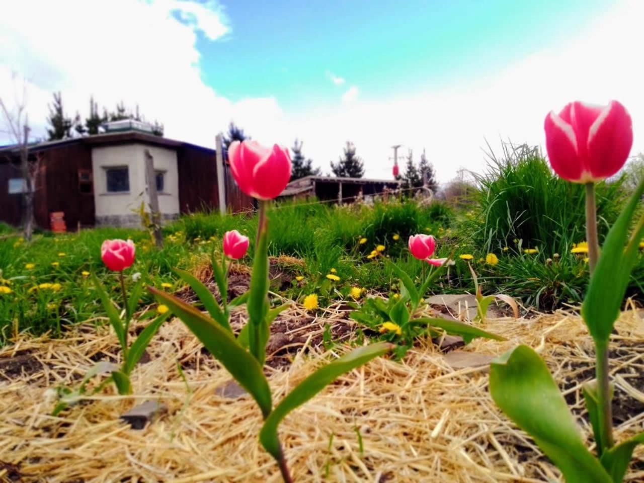 Arriba La Luna - Ecovilla Rural Trevelín Eksteriør bilde